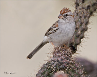 Rufous-winged Sparrow