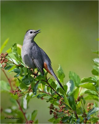  Gray Catbird