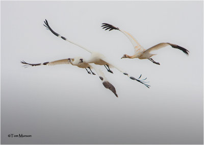  Whooping Cranes