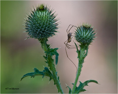 Canadian Thistle / Daddy Long Legs