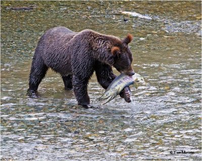  Grizzly Bear-Chum Salmon