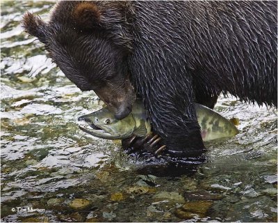 Grizzly Bear-Chum Salmon