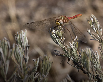   White-faced Meadowhawk (male)