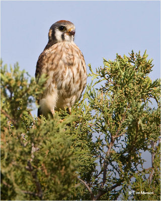  American Kestrel