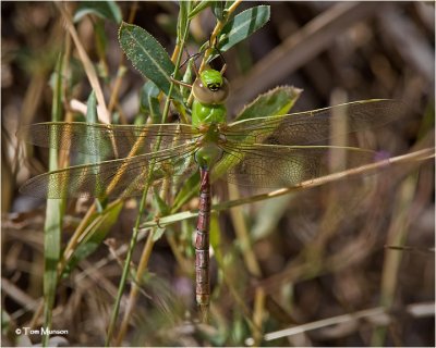  Common Green Darner