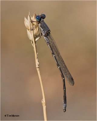 California Spreadwing