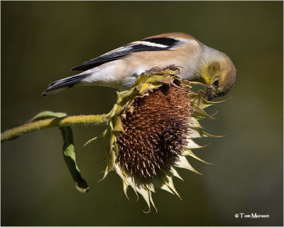  American Goldfinch