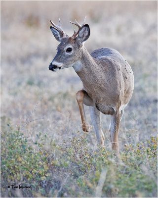  White tailed Deer