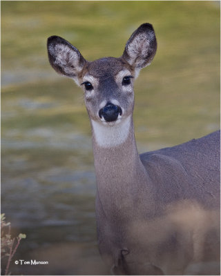  White tailed Deer (doe)