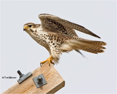   Prairie Falcon