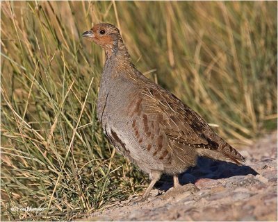  Gray Partridge