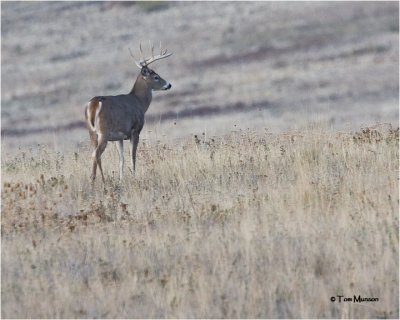 White tailed Deer (buck)