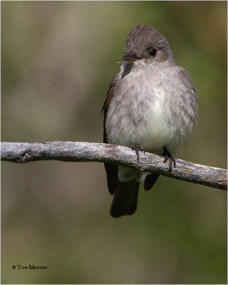  Western Wood Pewee