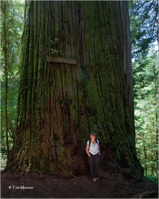  Boy Scout Tree Redwood and my wife Myriam.
