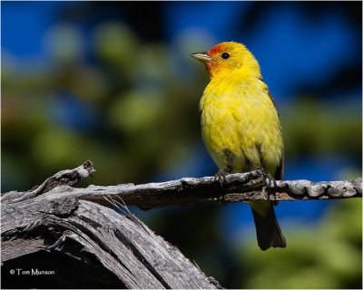 Western Tanager