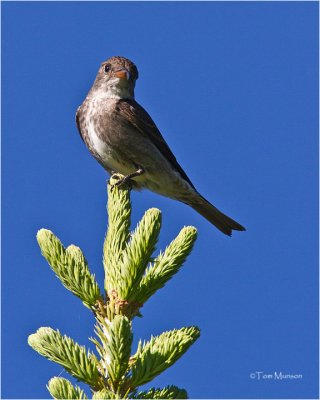  Olive-sided Flycatcher