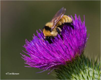 Bumblebee