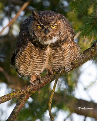  Great Horned Owl