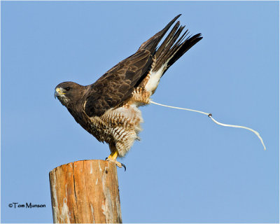 Swainson's Hawk