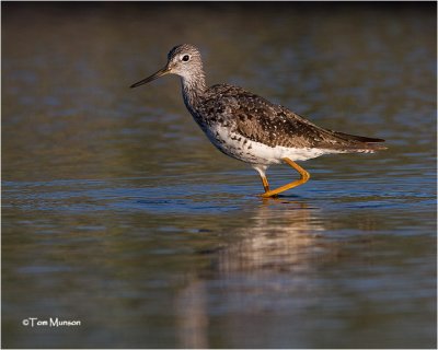 Greater Yellowlegs