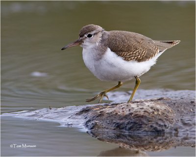 Spotted Sandpiper