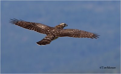  Northern Goshawk