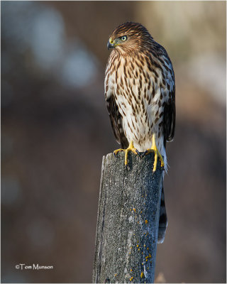  Cooper's Hawk  (Juvenile)