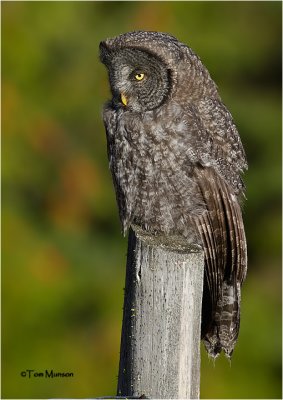  Great Gray Owl
