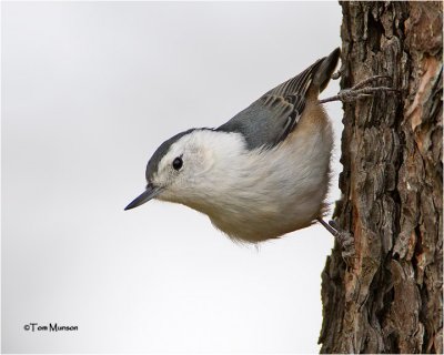  White-breasted Nuthatch