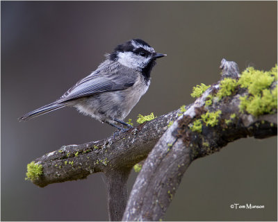  Mountain Chickadee