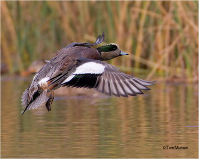  American Wigeon  (drake)