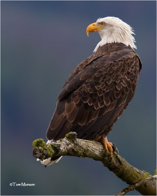  Bald Eagle