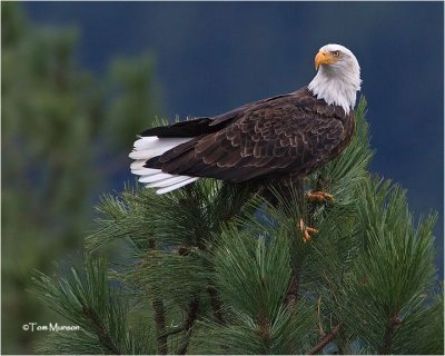  Bald Eagle