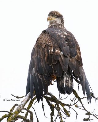 Bald Eagle (juvenile)