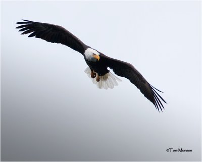  Bald Eagle