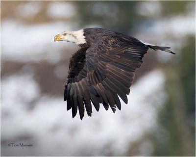 Bald Eagle