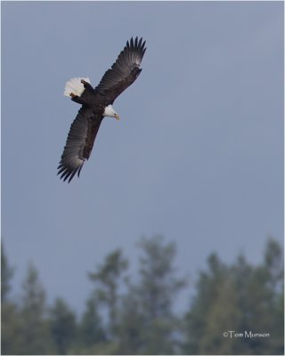   Bald Eagle