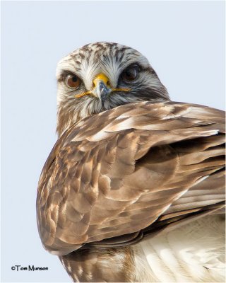   Rough-legged Hawk