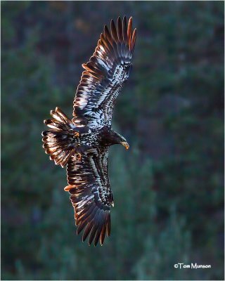  (Backlit) Bald Eagle  (Immature)