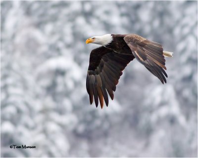 Bald Eagle