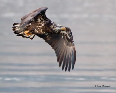 Bald Eagle (juvenile)