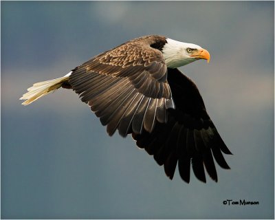  Bald Eagle