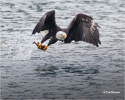  Bald Eagle