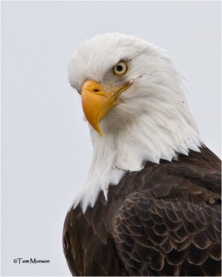  Bald Eagle