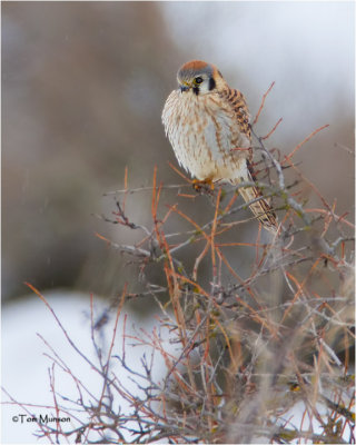  American Kestrel (female)