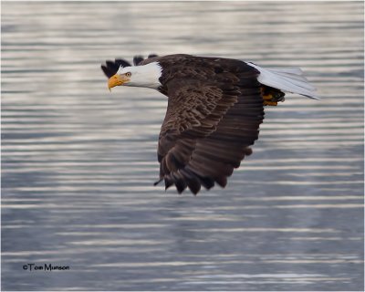  Bald Eagle