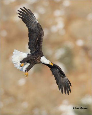  Bald Eagle