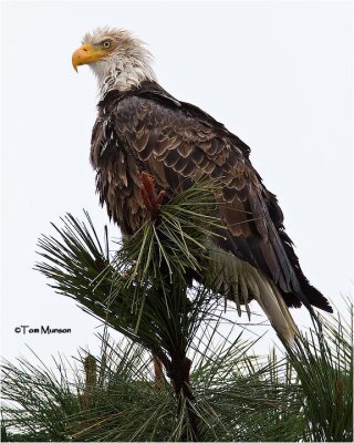  Bald Eagle