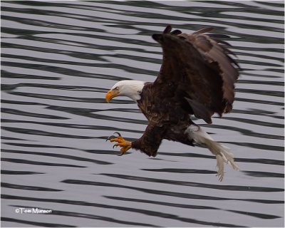  Bald Eagle