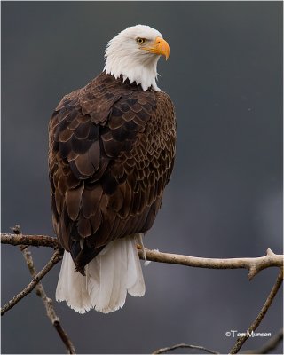  Bald Eagle